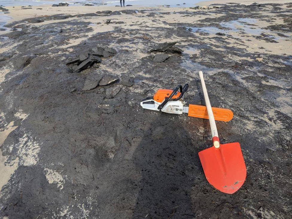 We found the peat sediment outcrop and dug in search for trees